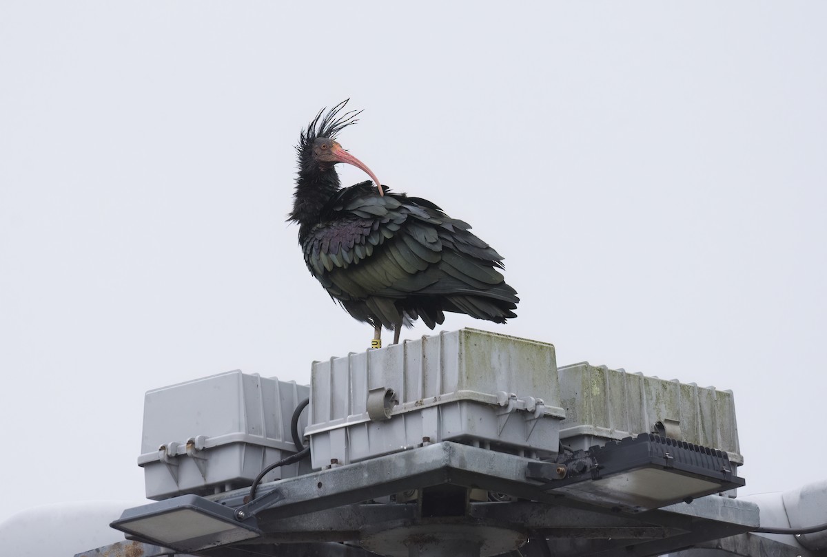 Northern Bald Ibis - ML643921480