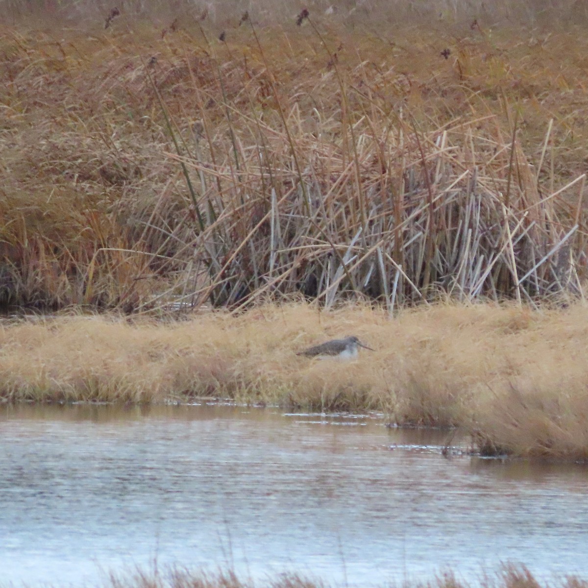 Greater Yellowlegs - ML643921512