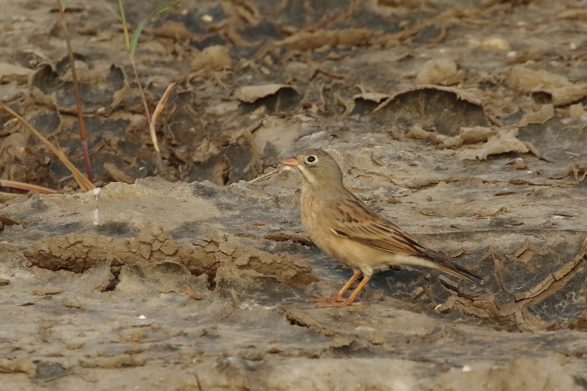 Gray-necked Bunting - ML643921514