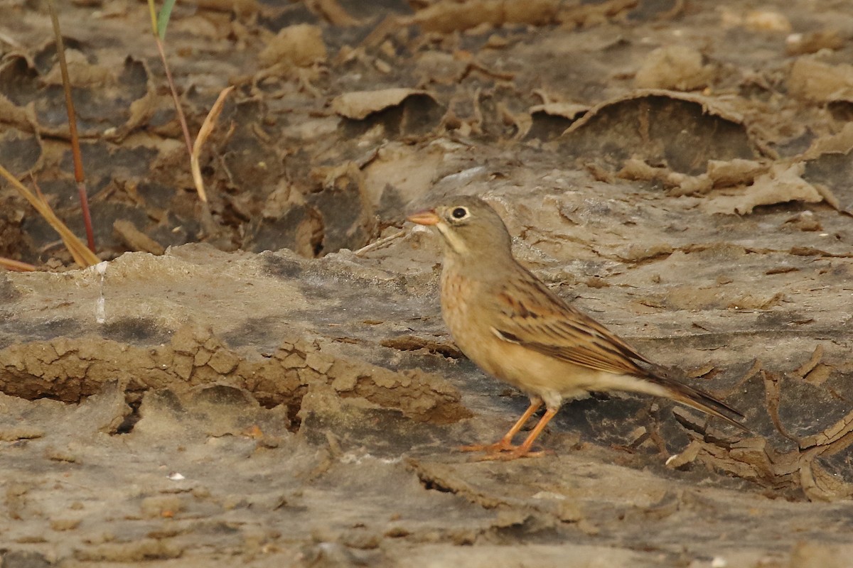 Gray-necked Bunting - ML643921515