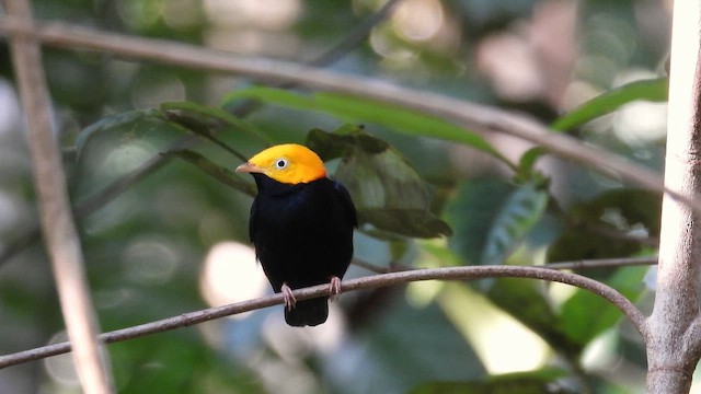Golden-headed Manakin - ML643921516