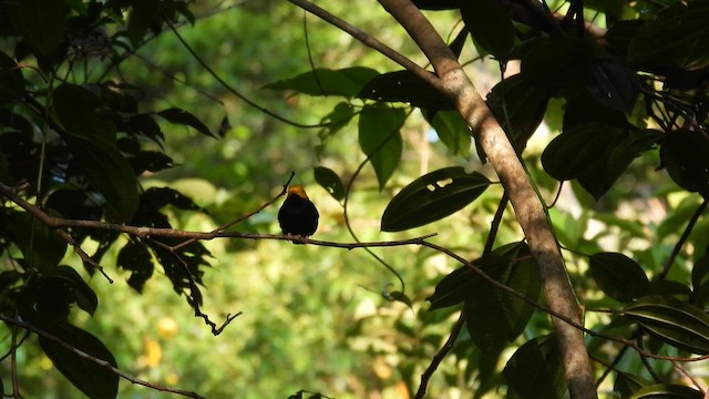 Golden-headed Manakin - ML643921517