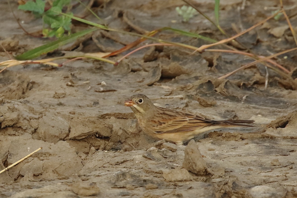 Gray-necked Bunting - ML643921518