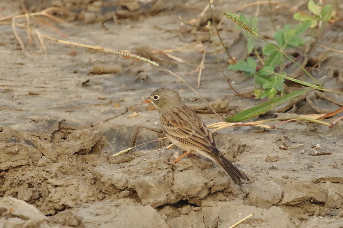 Gray-necked Bunting - ML643921519