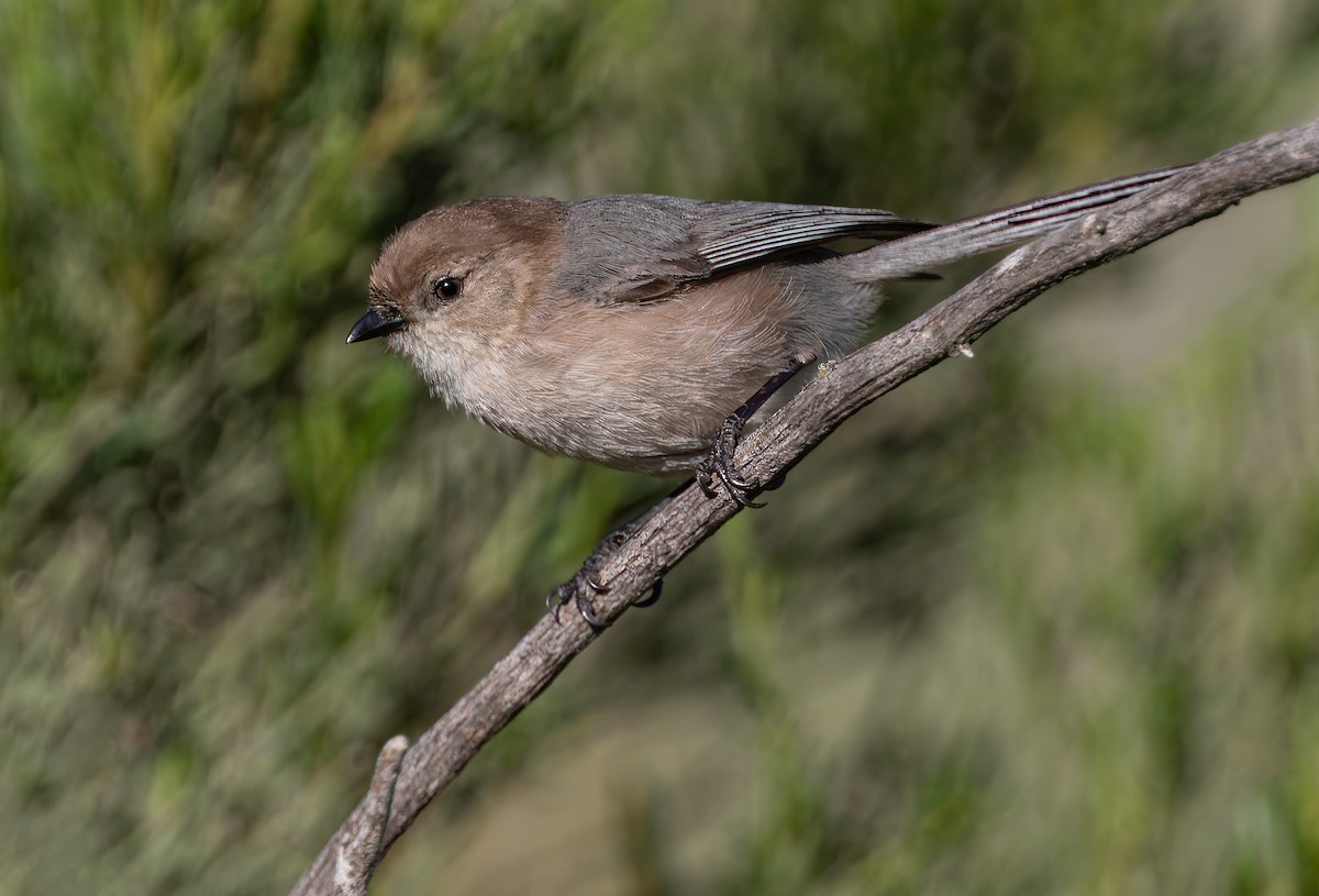 Bushtit - ML643921521