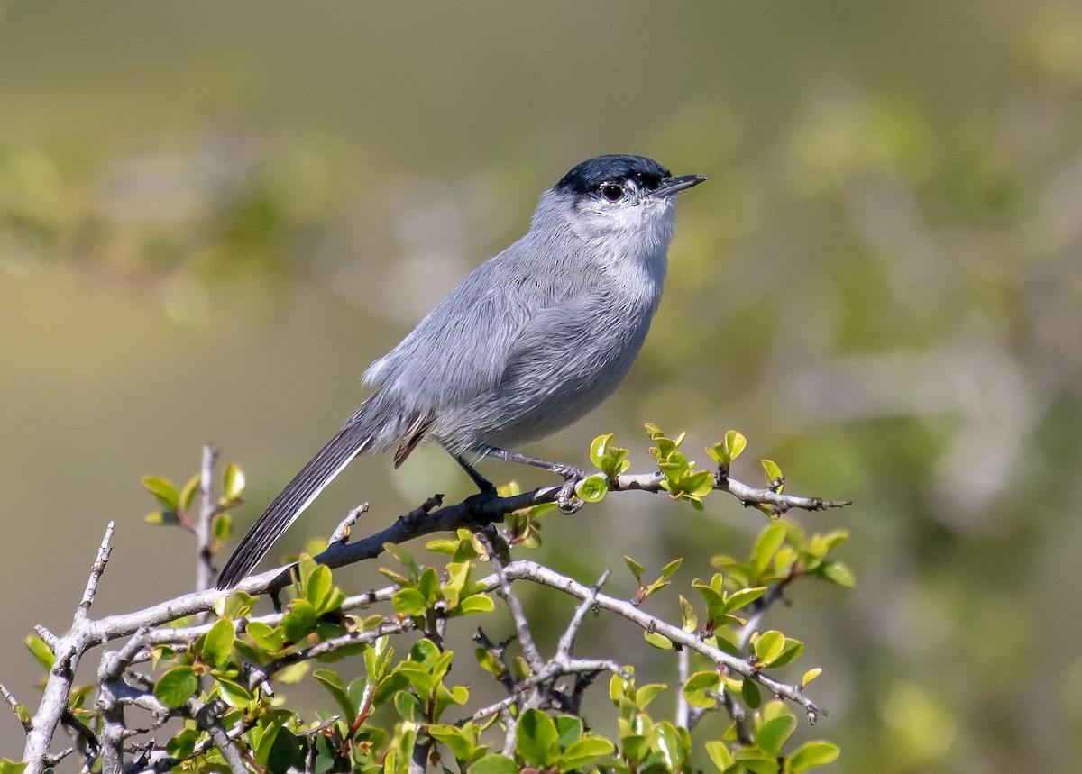 カリフォルニアブユムシクイ - ML643921531