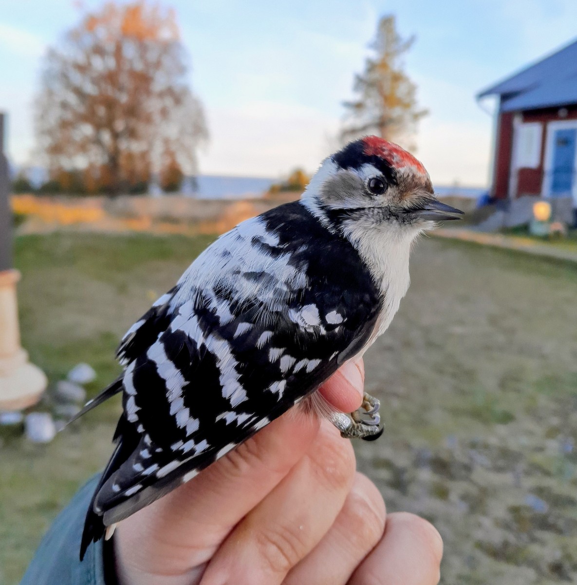 Lesser Spotted Woodpecker - ML643921533