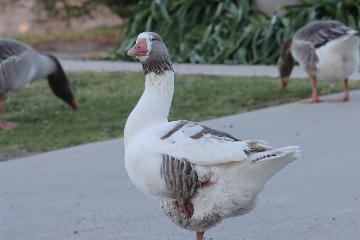 tamgås (domestisert Anser sp.) - ML643921545