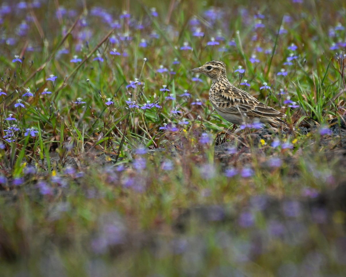 Oriental Skylark - ML643921567