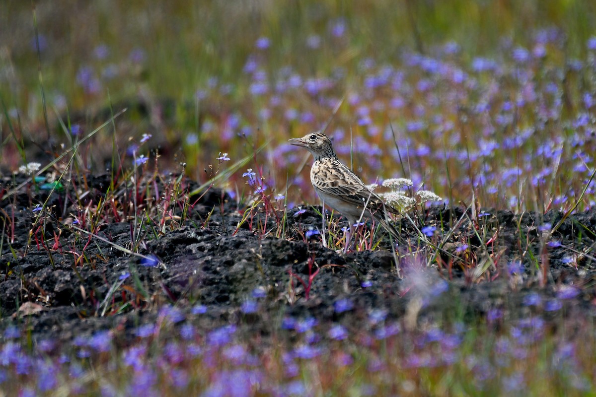 Oriental Skylark - ML643921568