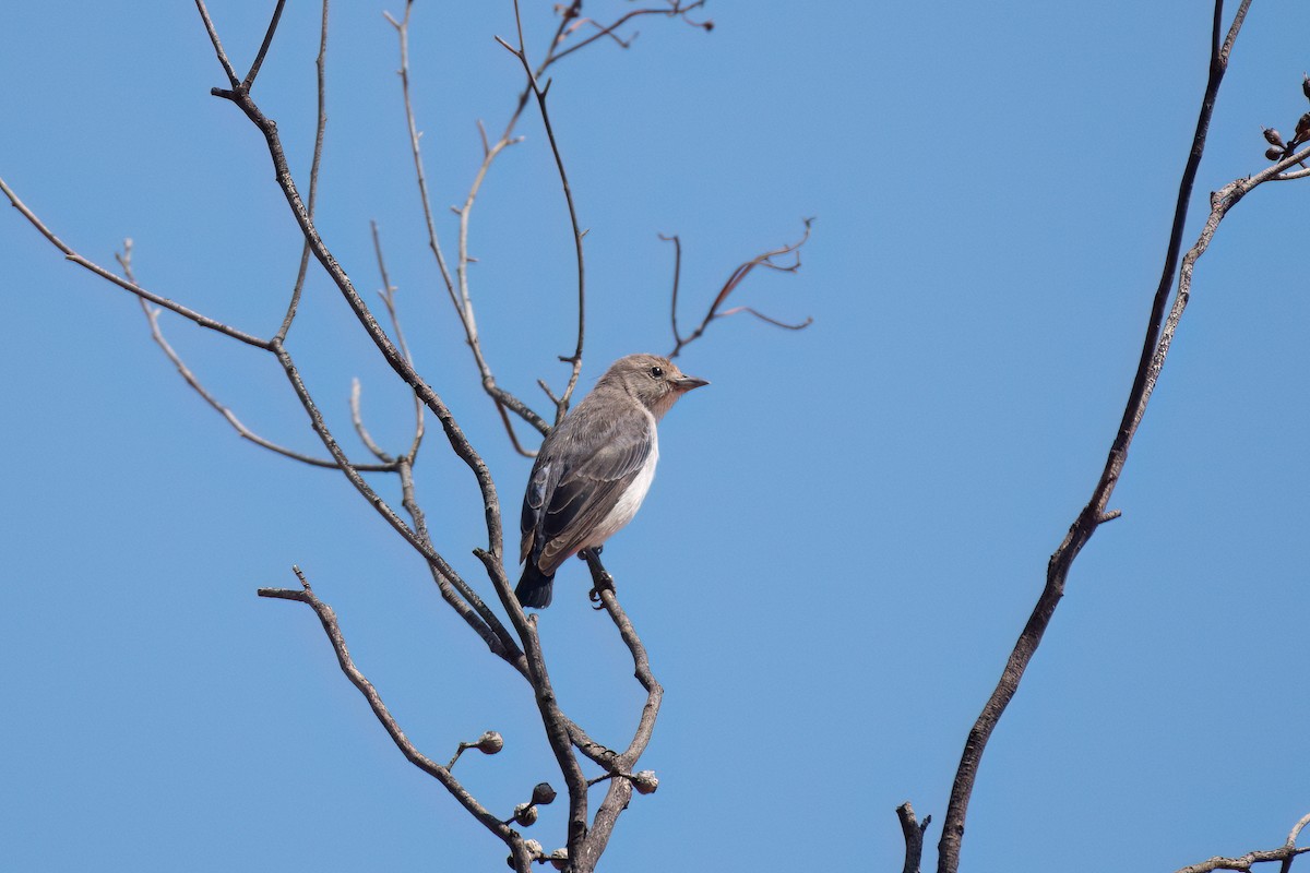 Mistletoebird - ML643921581
