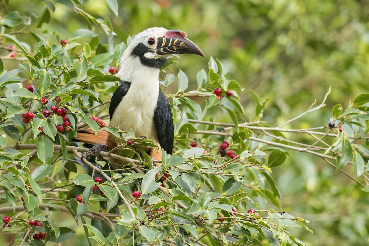Visayan Hornbill - ML643921597