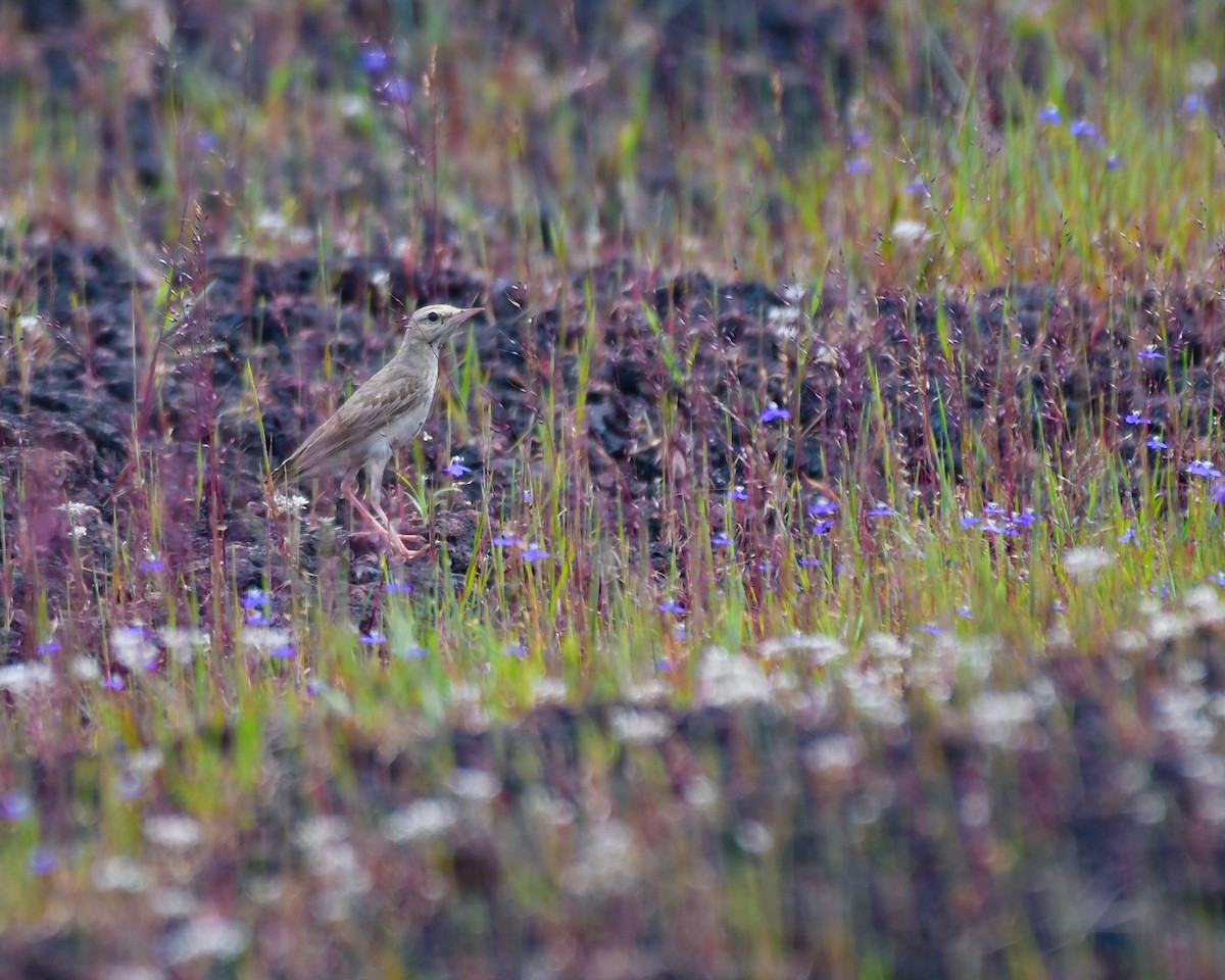 Tawny Pipit - ML643921599