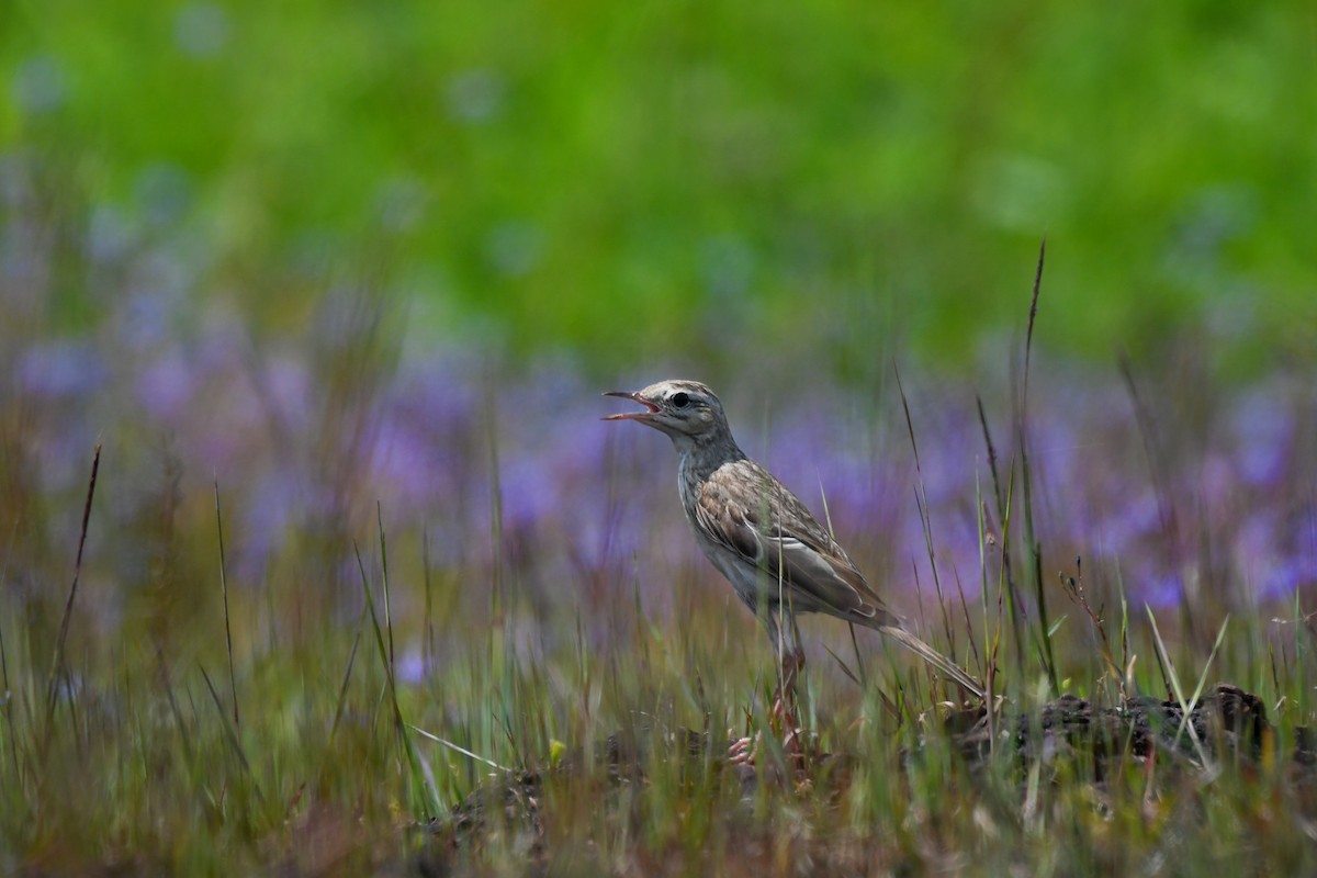 Tawny Pipit - ML643921600