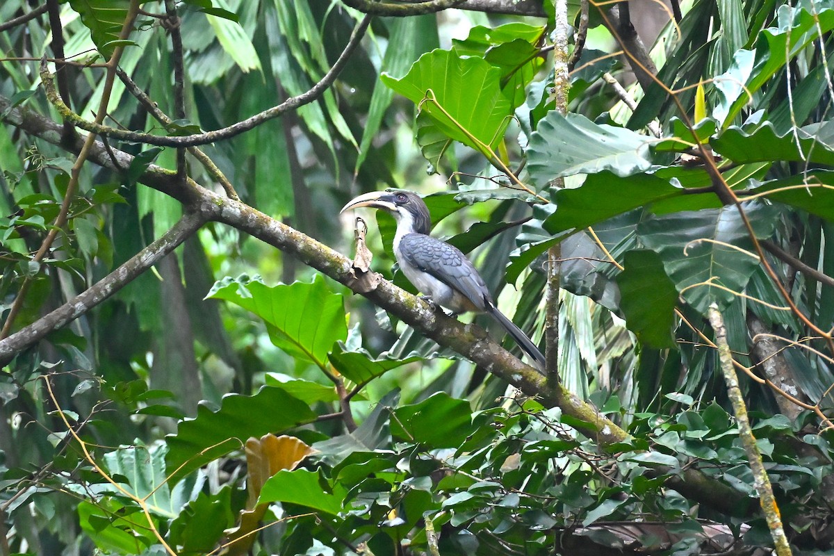 Sri Lanka Gray Hornbill - ML643921604