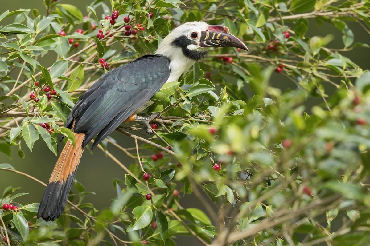 Visayan Hornbill - ML643921632