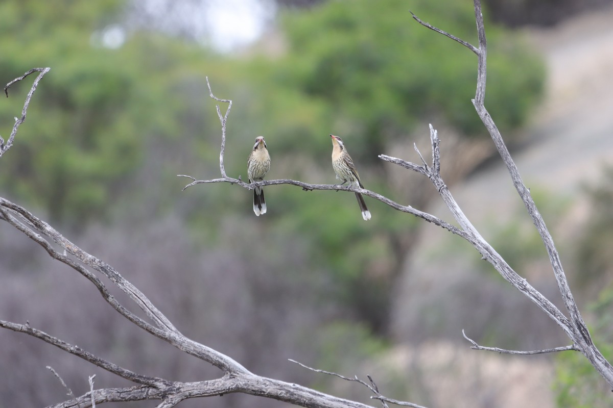 Spiny-cheeked Honeyeater - ML643921641