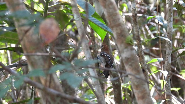 Natterer's Slaty-Antshrike - ML643921645