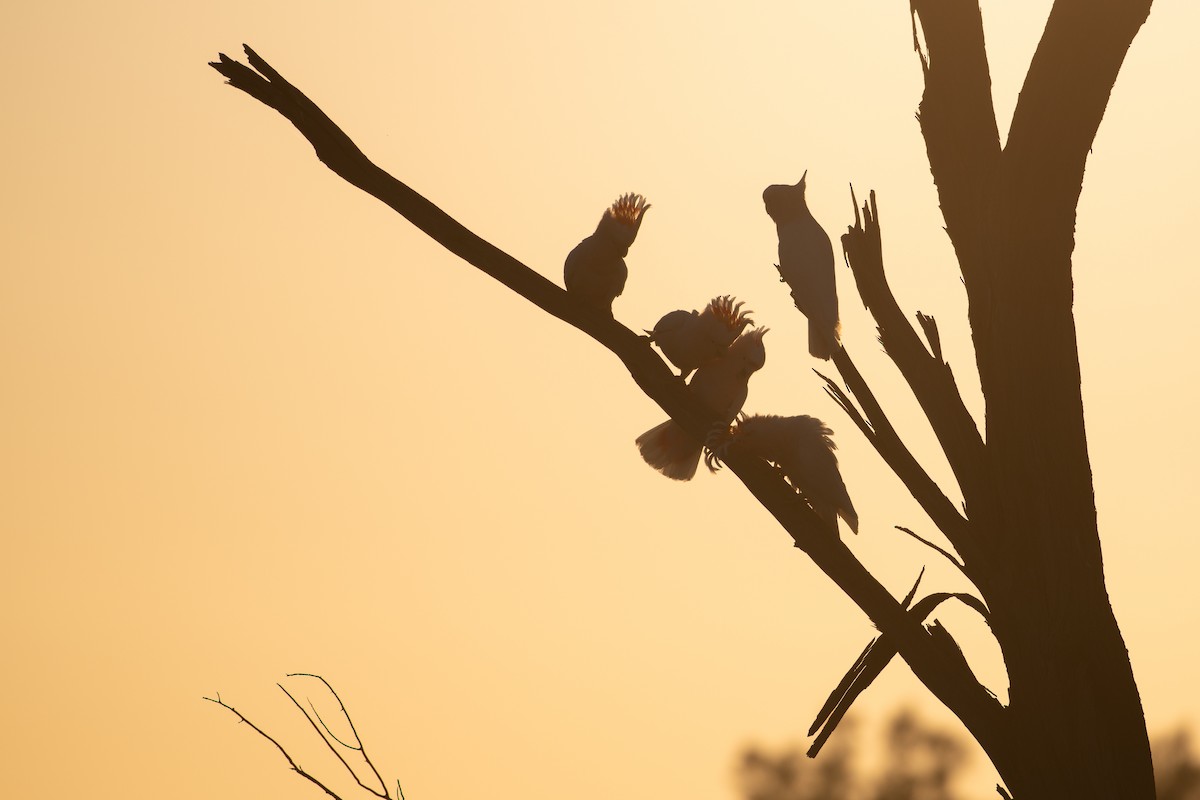 Pink Cockatoo - ML643921646