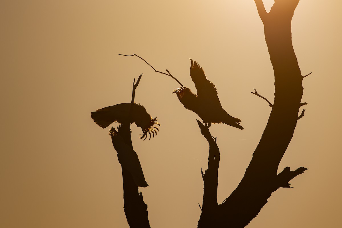 Pink Cockatoo - ML643921647