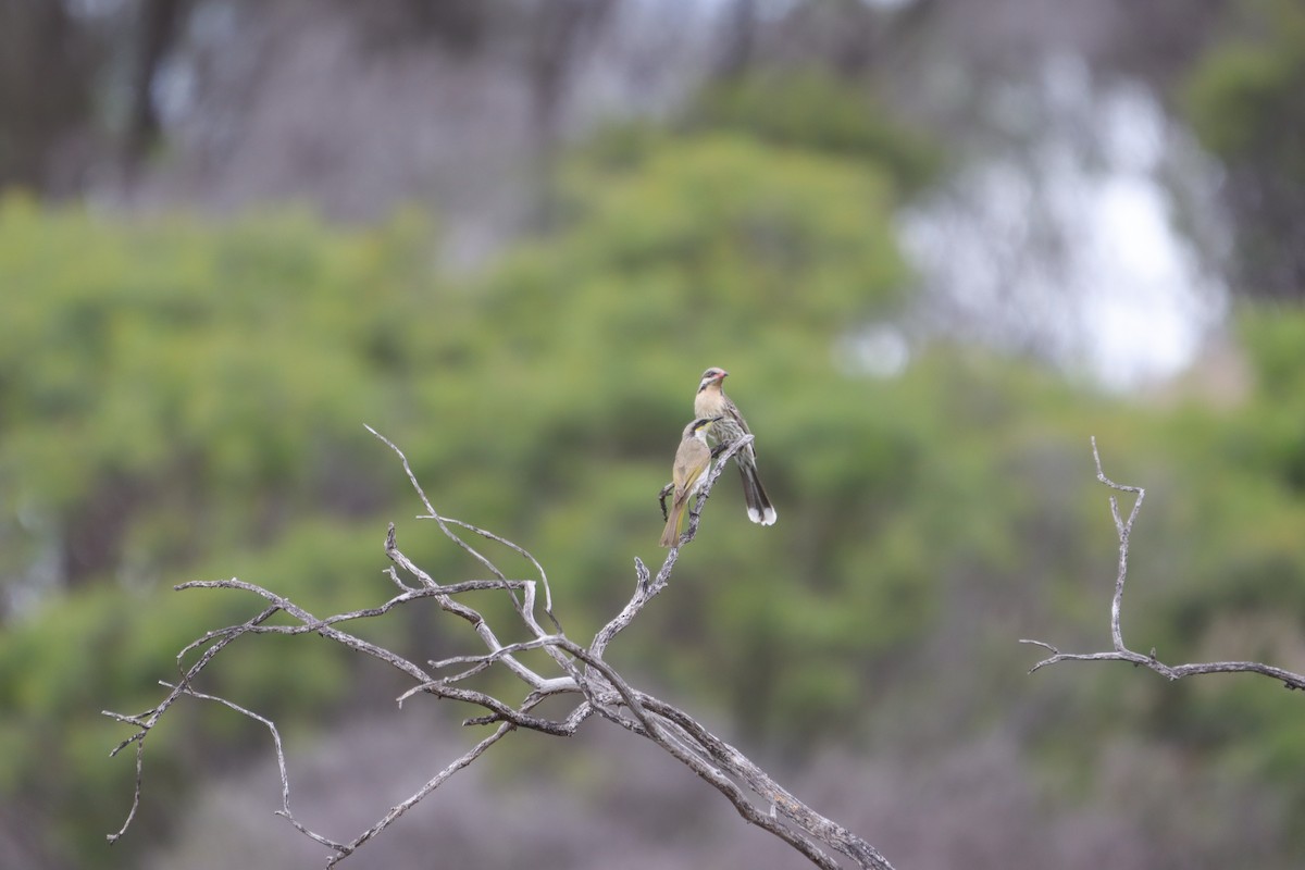 Singing Honeyeater - ML643921648
