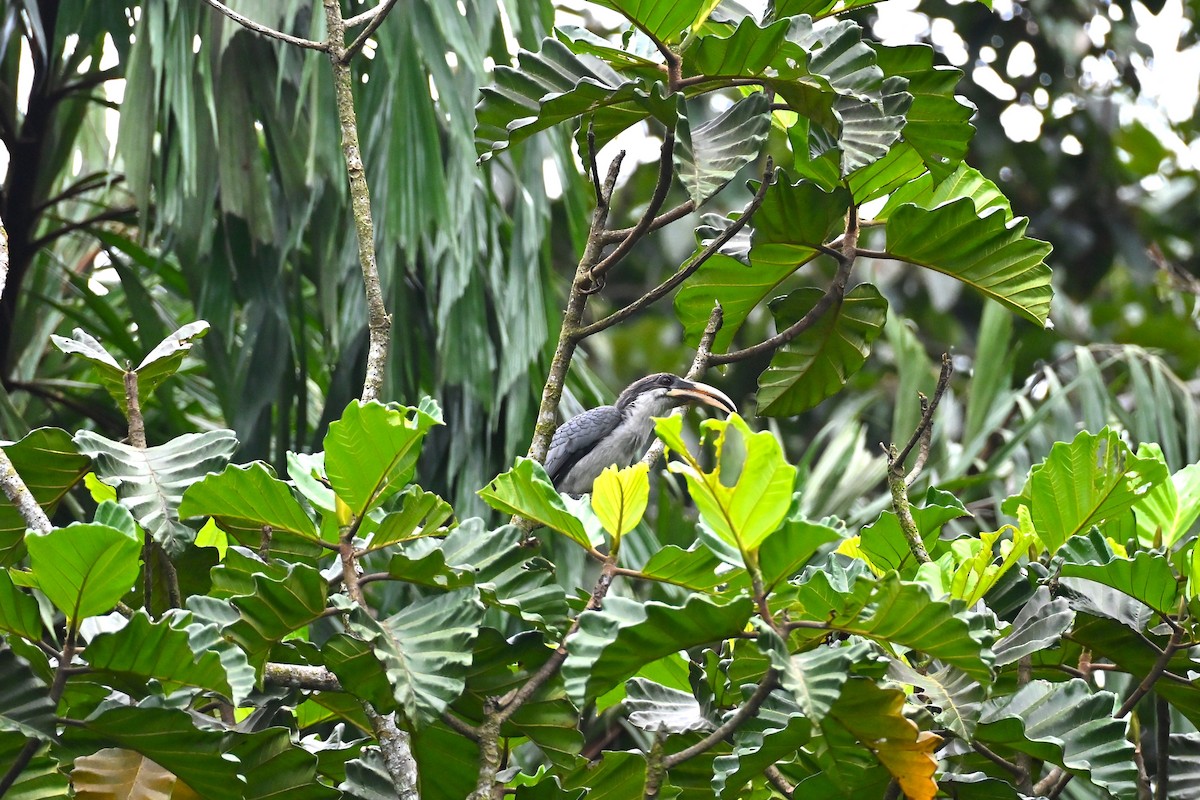 Sri Lanka Gray Hornbill - ML643921649