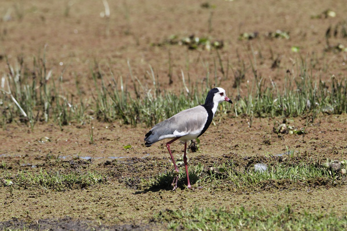 Long-toed Lapwing - ML643921660