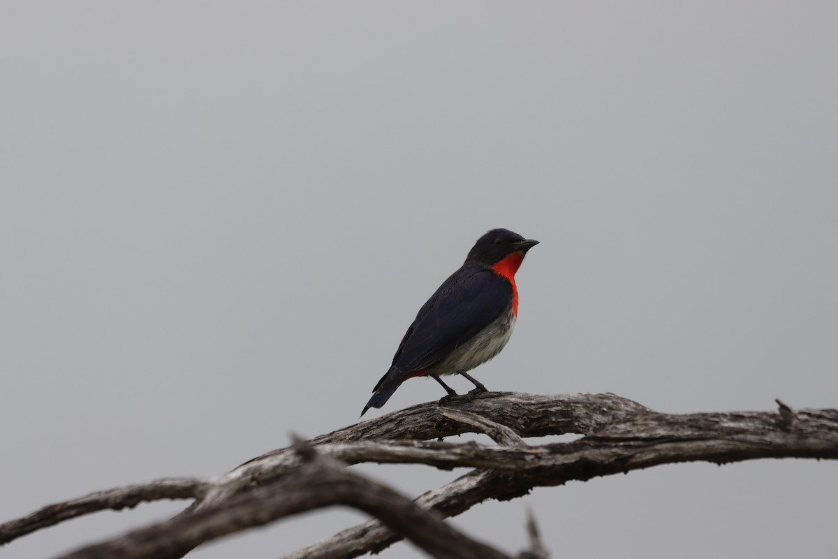 Mistletoebird - ML643921677