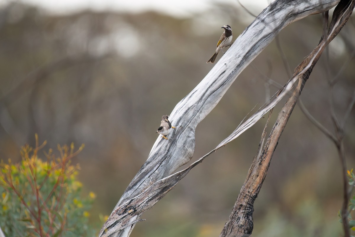 Varied Sittella - ML643921680