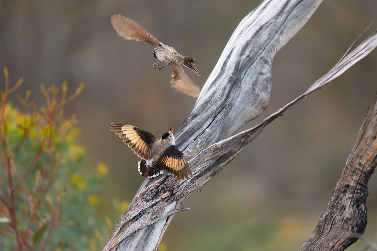 Varied Sittella - ML643921681