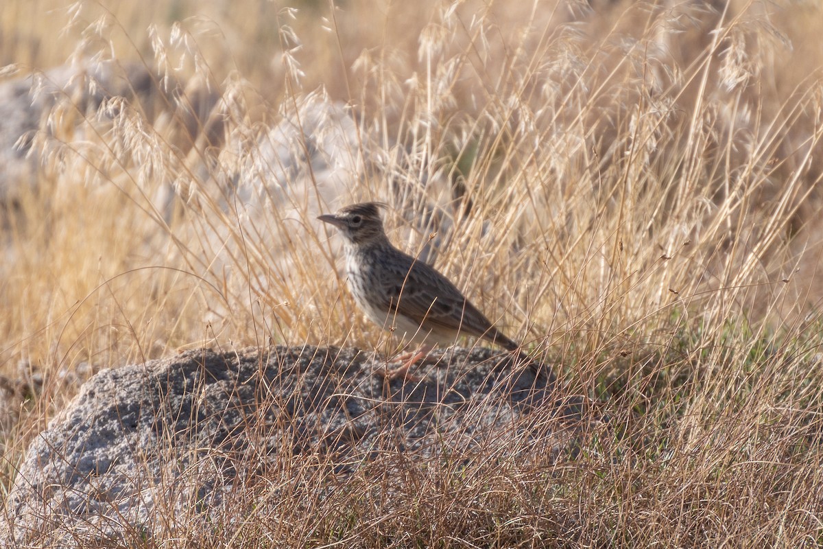 Thekla's Lark - ML643921700