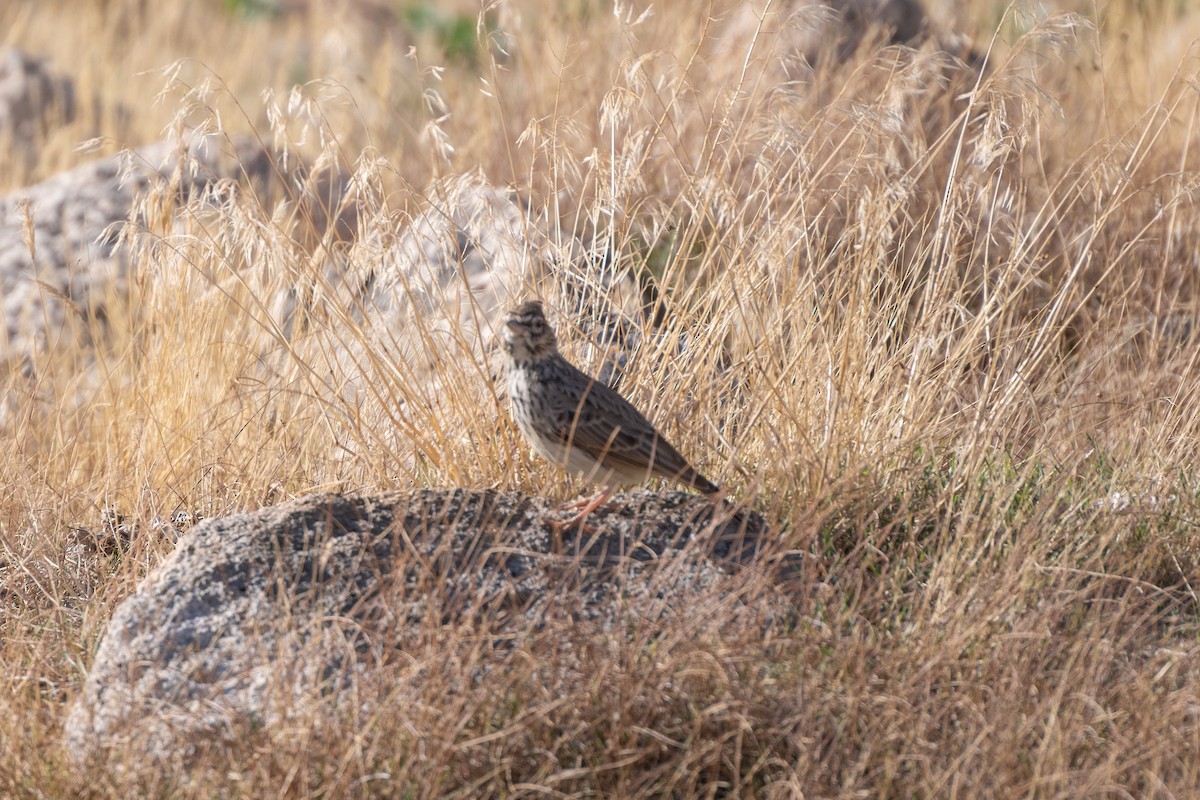 Thekla's Lark - ML643921701