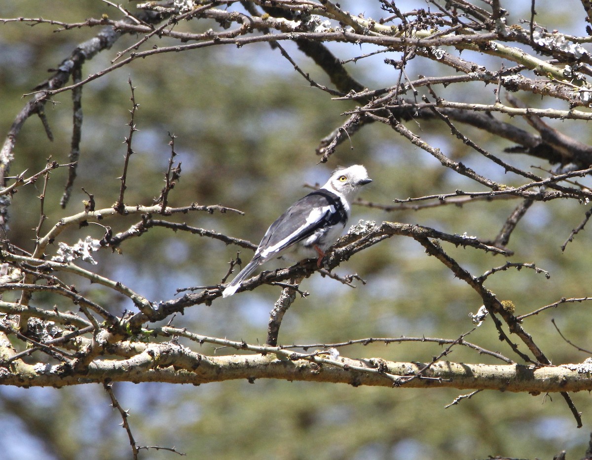 Bagadais à huppe grise - ML643921705