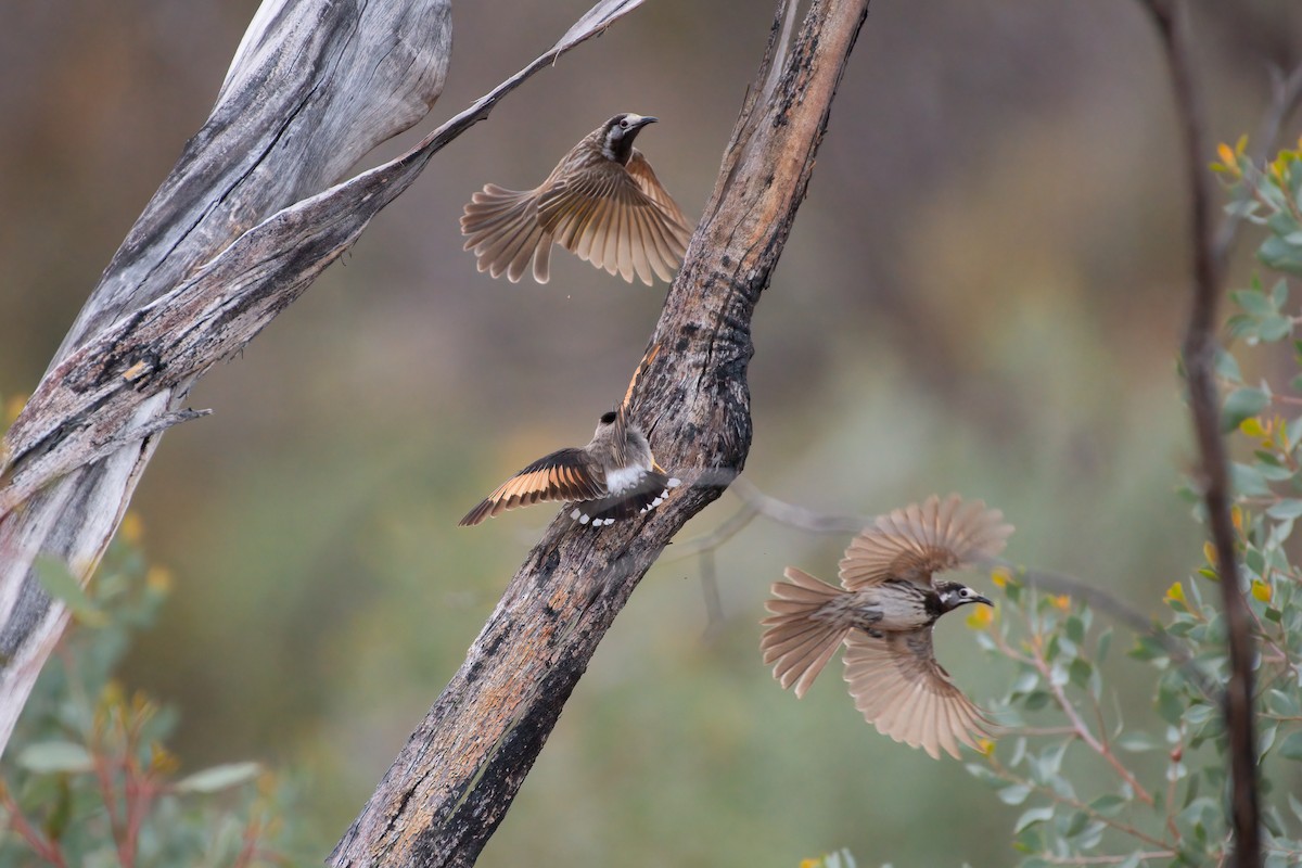 Varied Sittella - ML643921713