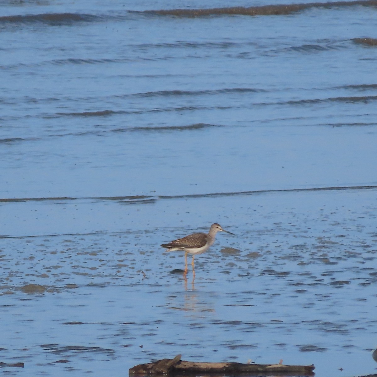 Greater Yellowlegs - ML643921720
