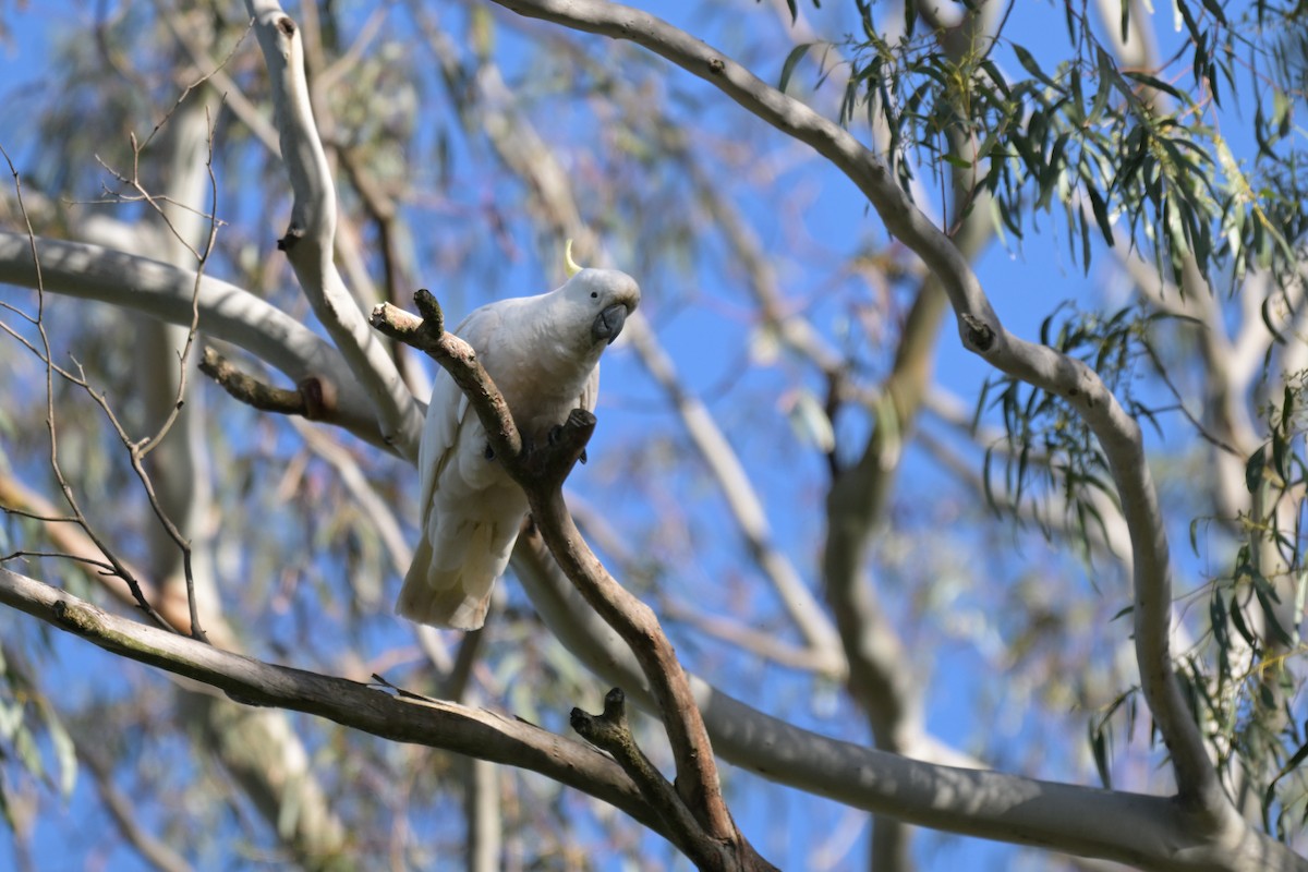Gelbhaubenkakadu - ML643921755