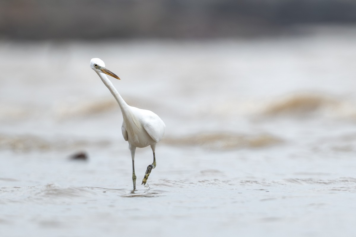 Chinese Egret - ML643921763
