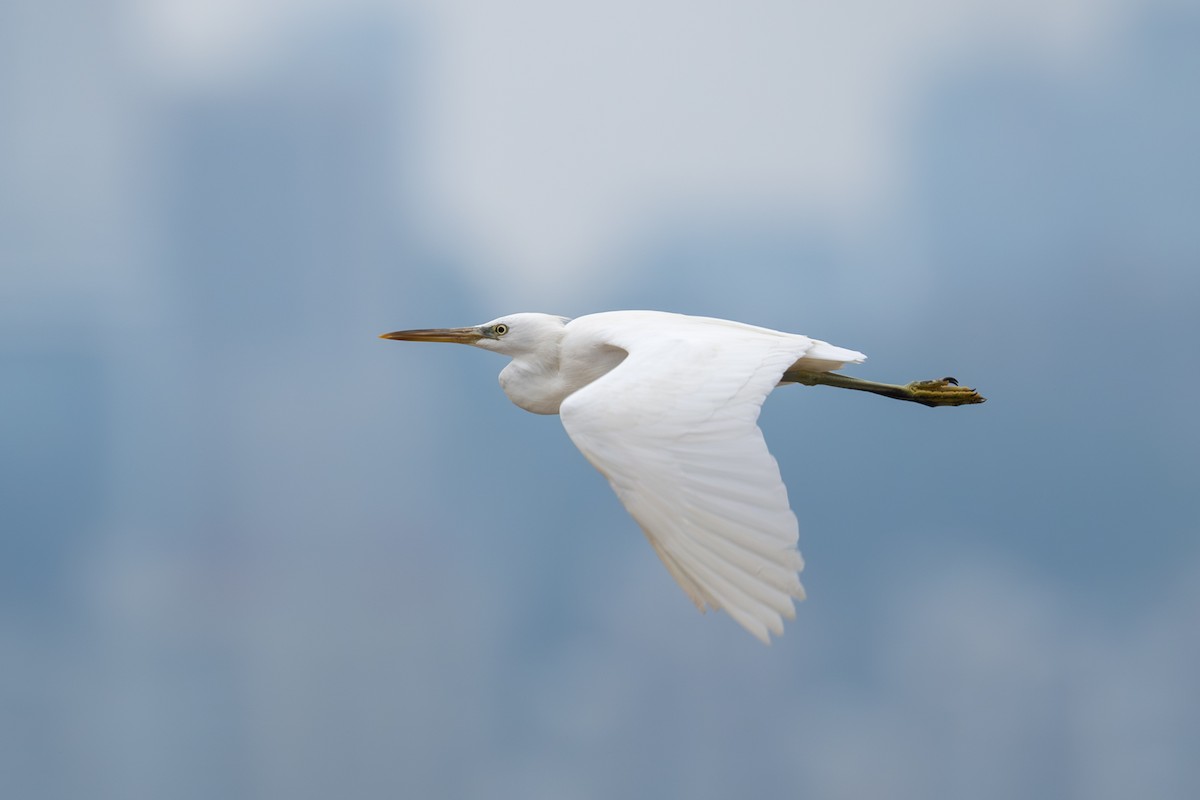 Chinese Egret - ML643921764