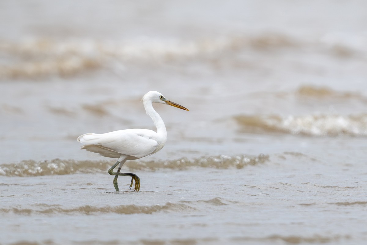 Chinese Egret - ML643921765