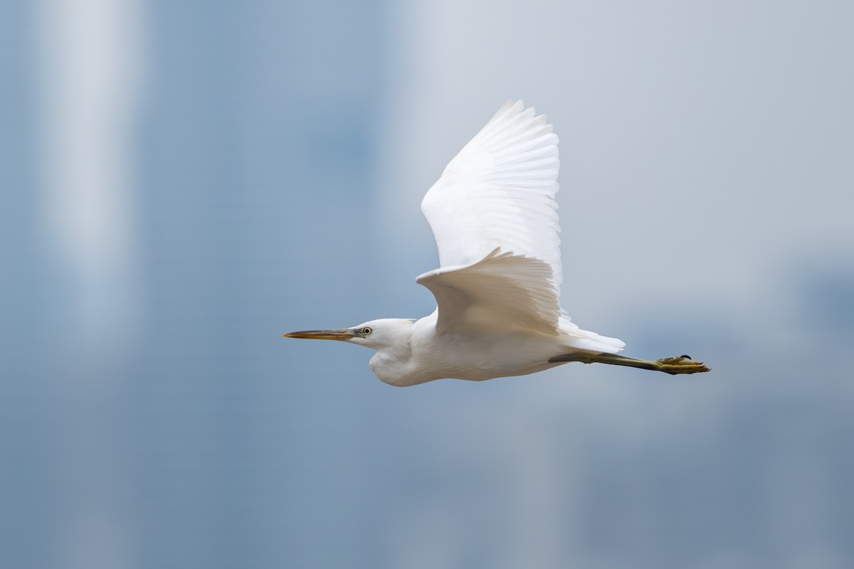 Chinese Egret - ML643921766
