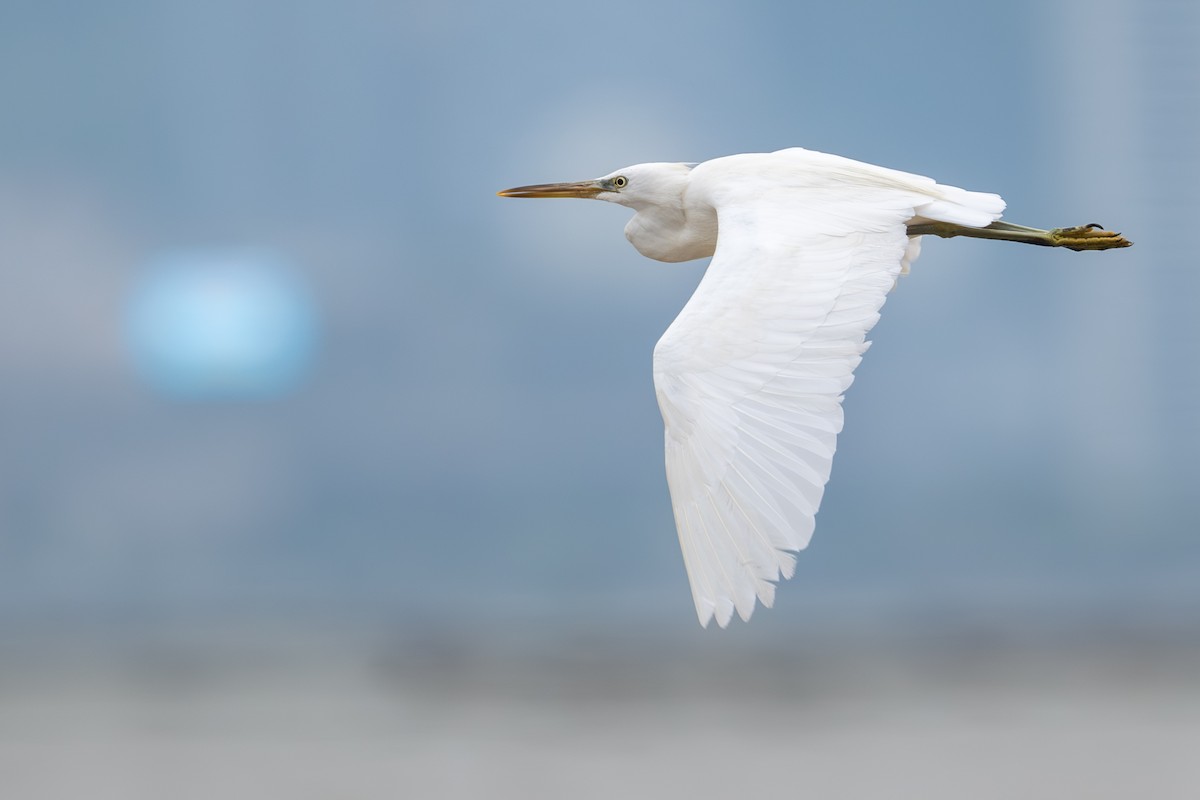 Chinese Egret - ML643921767