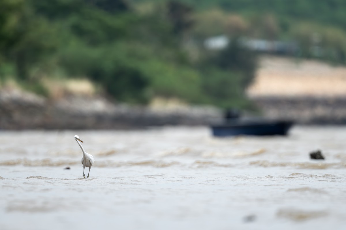 Chinese Egret - ML643921768