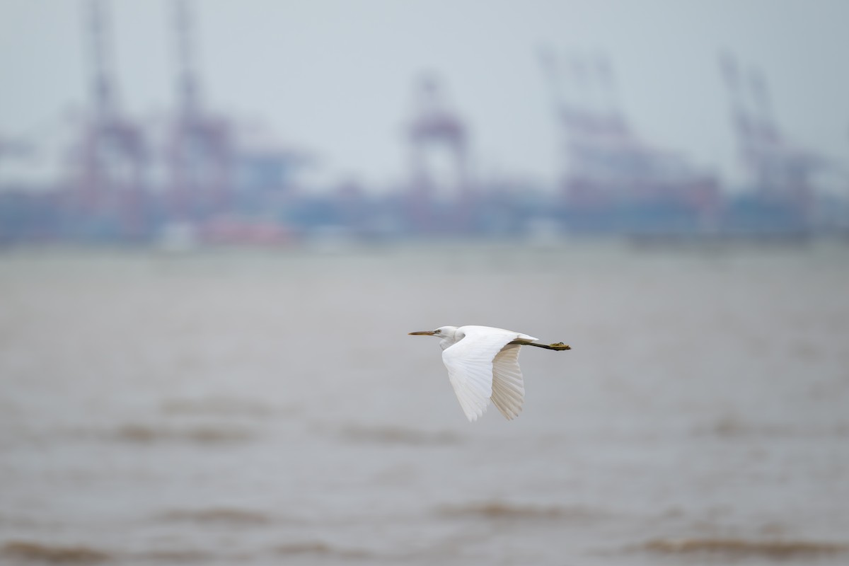 Chinese Egret - ML643921769