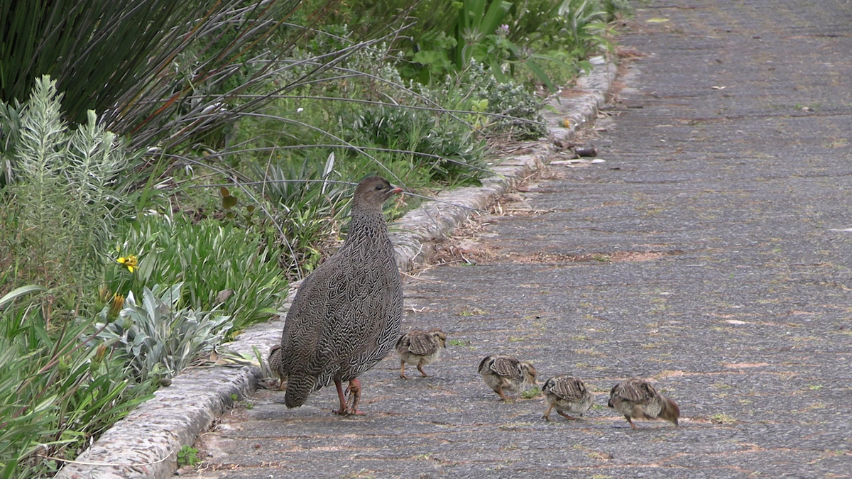 Cape Spurfowl - ML643921778