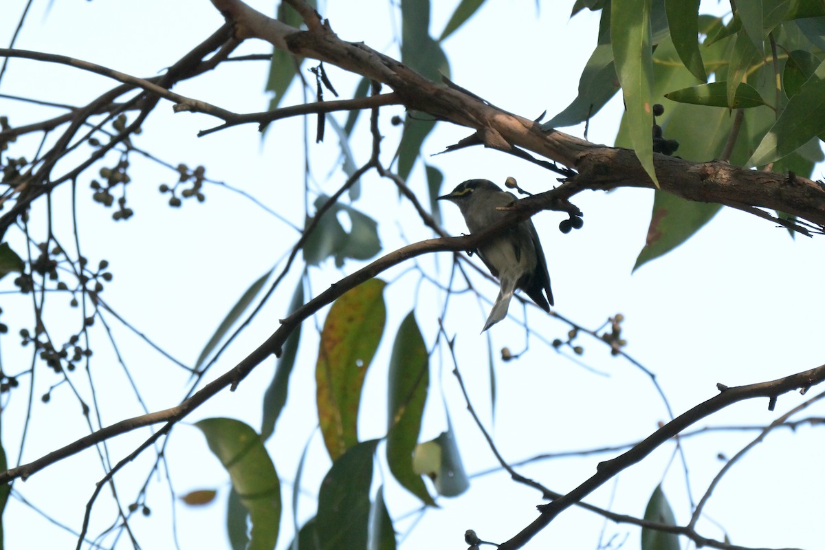 Yellow-faced Honeyeater - ML643921817