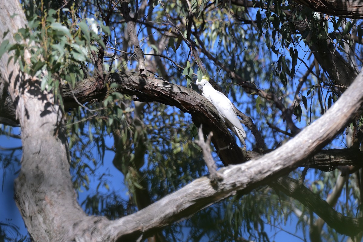 Gelbhaubenkakadu - ML643921820