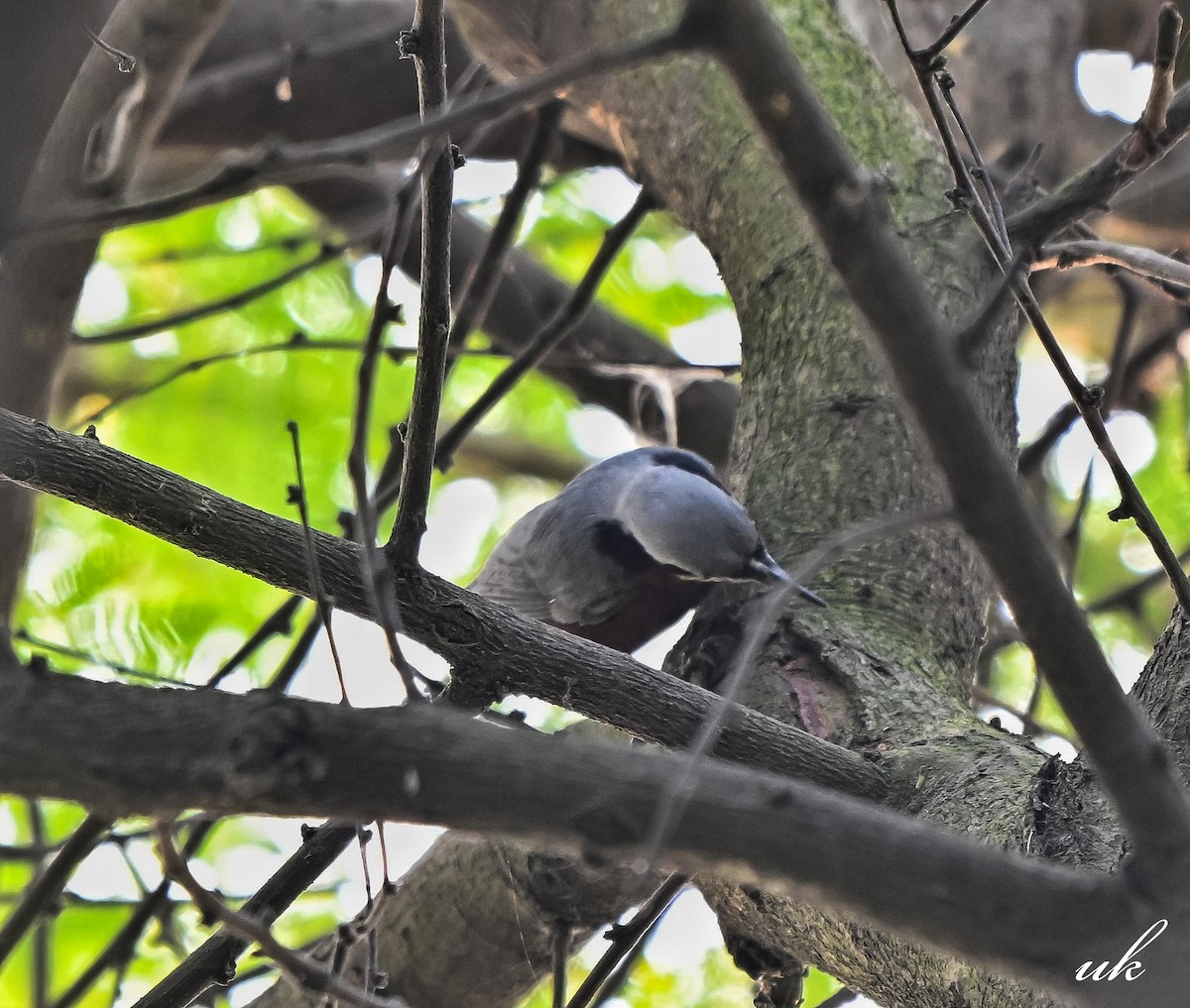 Kastanienkleiber - ML643921823