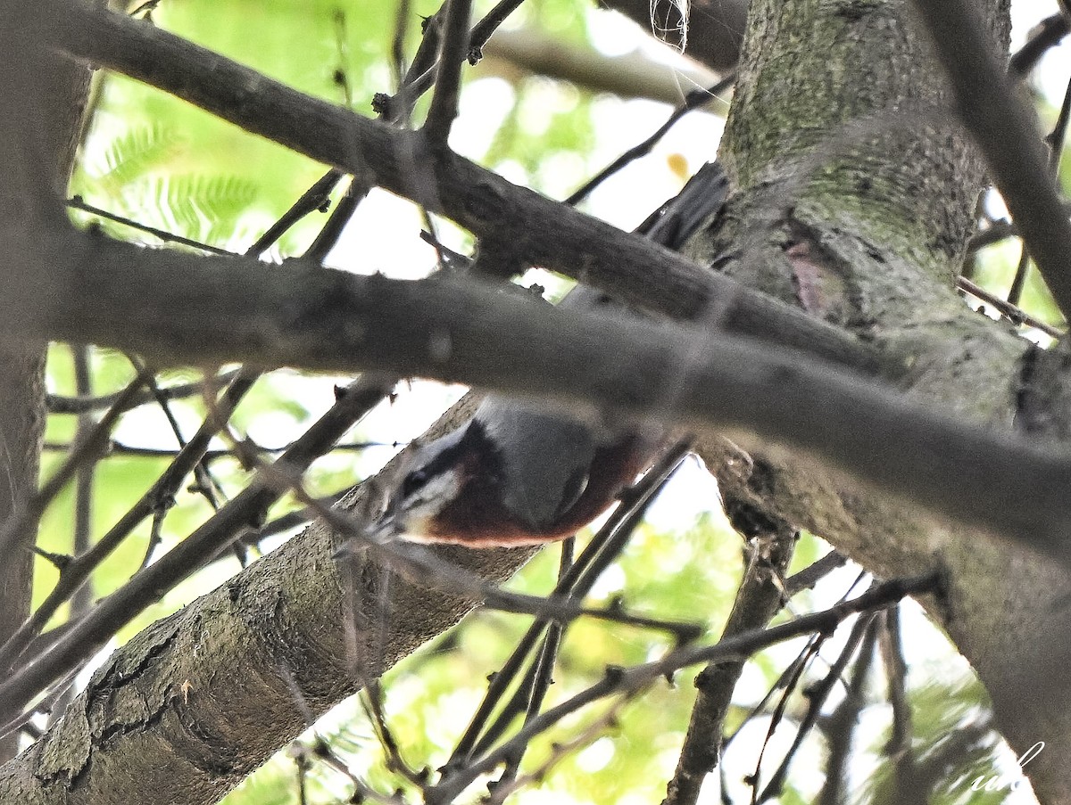 Kastanienkleiber - ML643921824