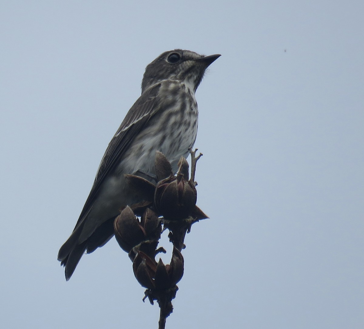 Gray-streaked Flycatcher - ML643921831