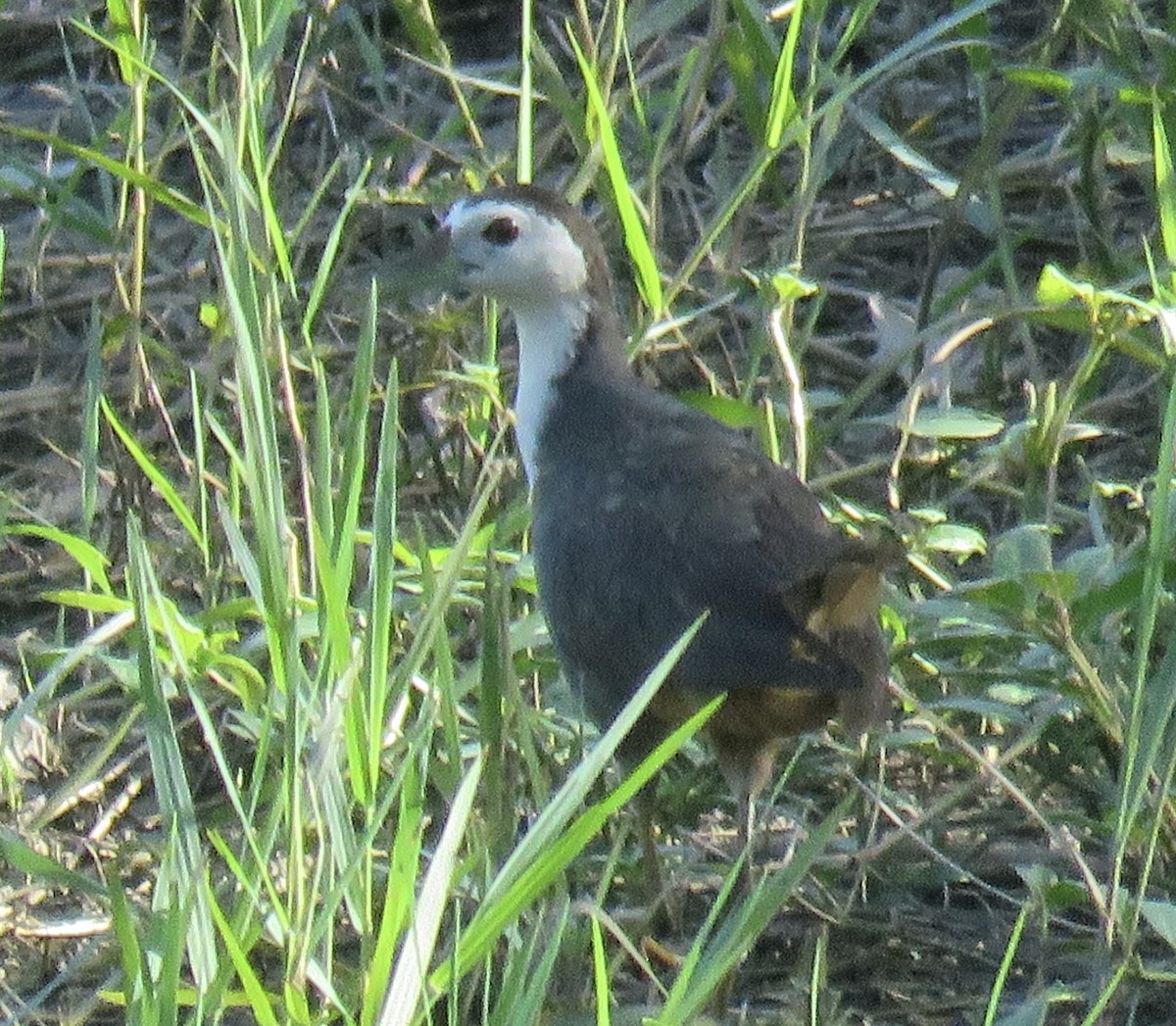 White-breasted Waterhen - ML643921843